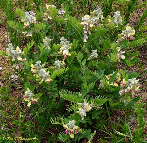 {Tephrosia virginiana}